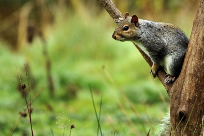 Wildlife Photos That Capture The Beauty Of The Outside World (41 pics)