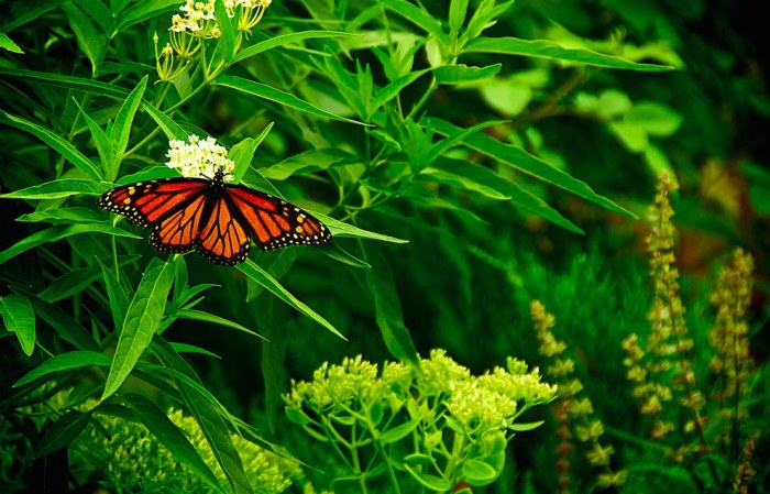 Wildlife Photos That Capture The Beauty Of The Outside World (41 pics)