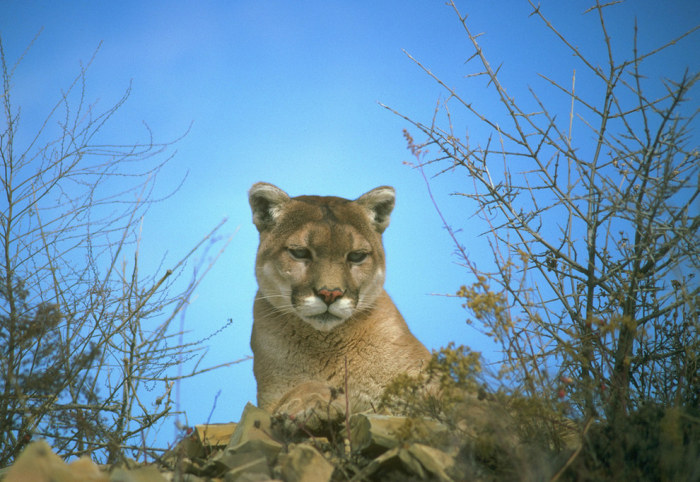 Wildlife Photos That Capture The Beauty Of The Outside World (41 pics)