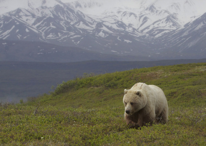 Wildlife Photos That Capture The Beauty Of The Outside World (41 pics)