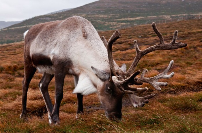 Wildlife Photos That Capture The Beauty Of The Outside World (41 pics)