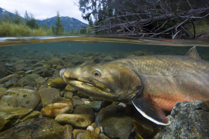 Wildlife Photos That Capture The Beauty Of The Outside World (41 pics)