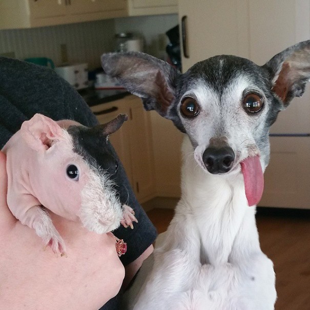 What Is Going On With This Dog's Tongue? (17 pics)