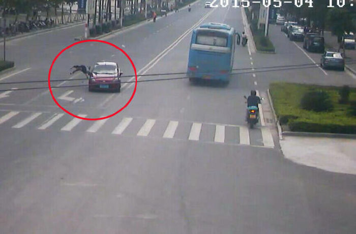Man Tries To Extort Money From Driver By Jumping In Front Of Their Car (7 pics)