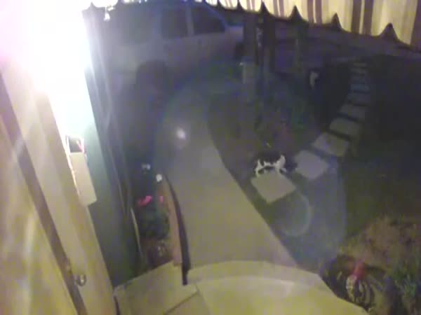 Cat Protects The House