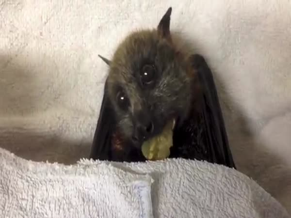 Bat Eating Grapes