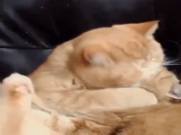 Cats Kiss