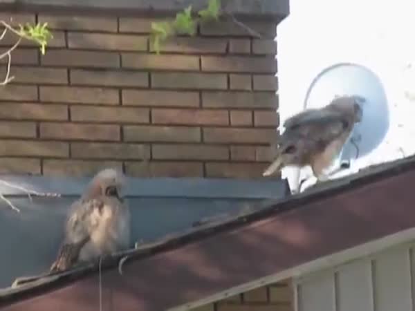 Owl Sh*ts