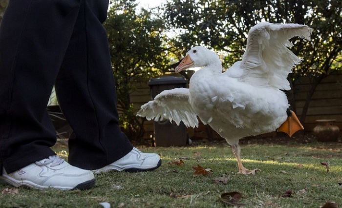 This Goose Got A Second Chance At Life Thanks To A 3D Printed Foot (12 pics)