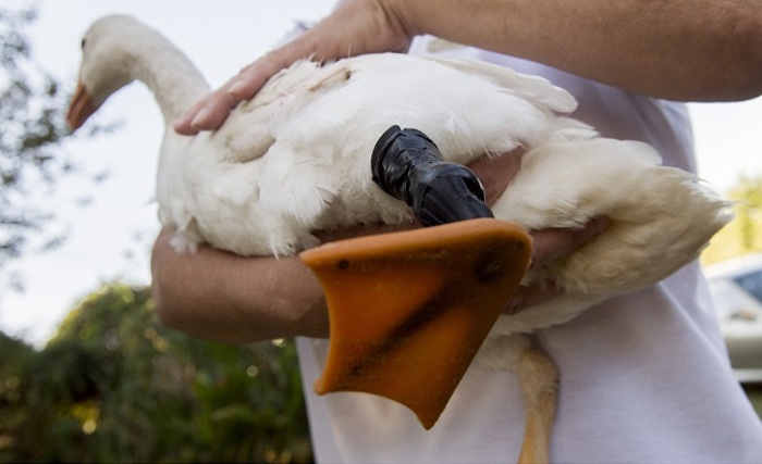 This Goose Got A Second Chance At Life Thanks To A 3D Printed Foot (12 pics)