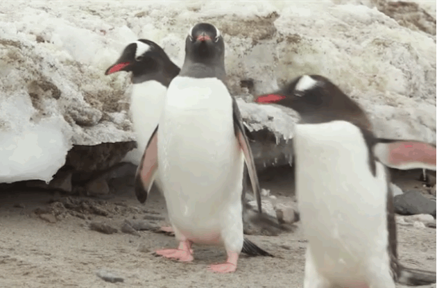 These Penguins Did Something Gross To Melt The Snow (4 pics)