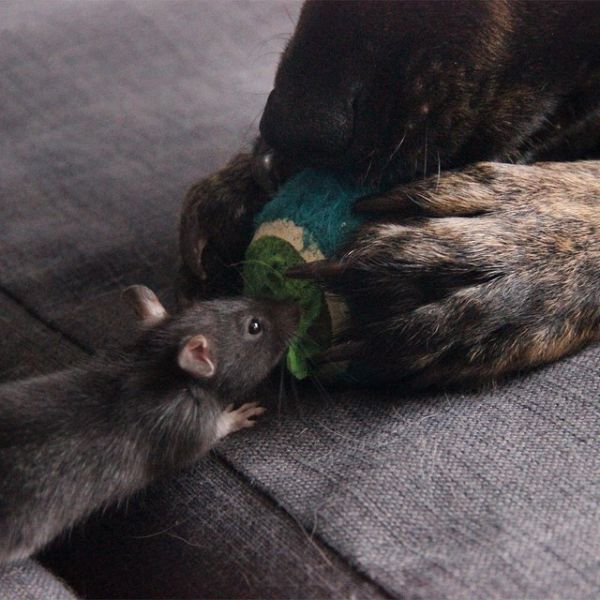 Meet The Dog That's Best Friends With A Rat (15 pics)