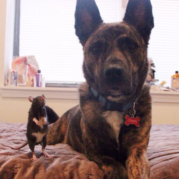 Meet The Dog That's Best Friends With A Rat (15 pics)