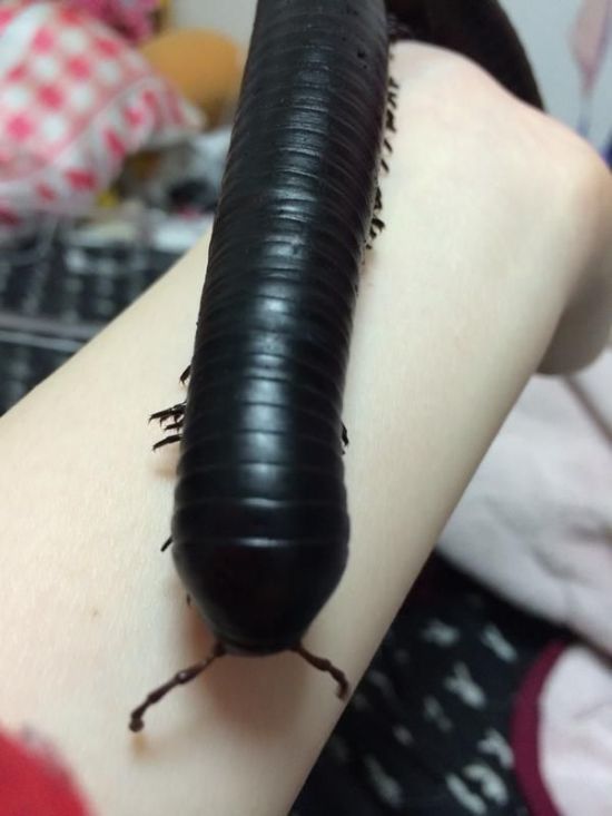 Young Girl Keeps A Giant Insect As A Pet (4 pics)