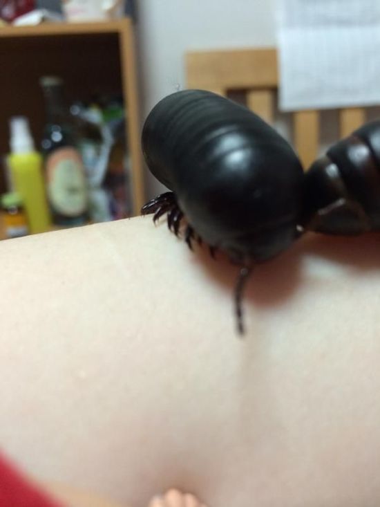 Young Girl Keeps A Giant Insect As A Pet (4 pics)