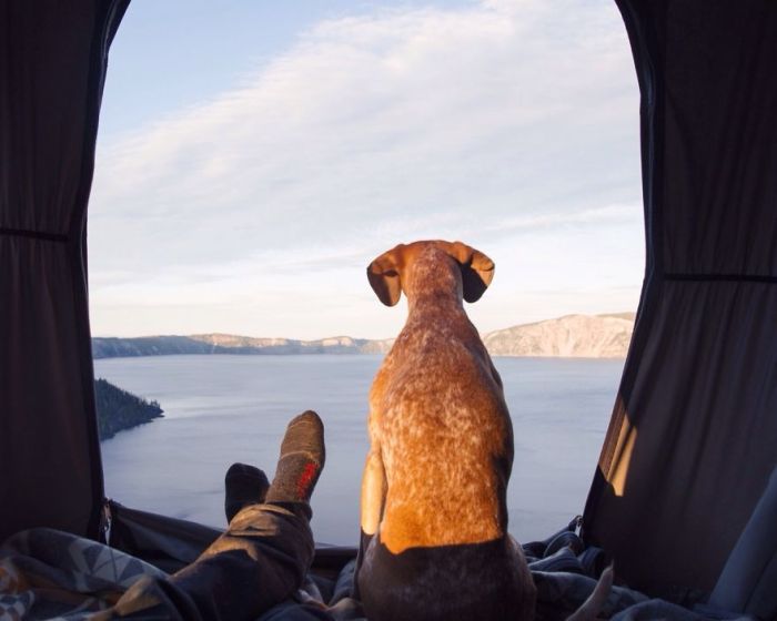 This Lucky Rescue Dog Gets To Go On Amazing Adventures (21 pics)