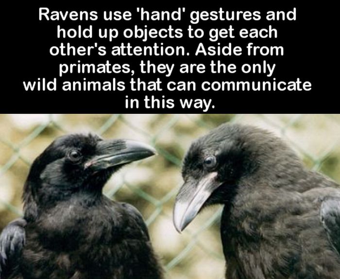 Fun Facts You Can Use To Impress Your Friends (27 pics)