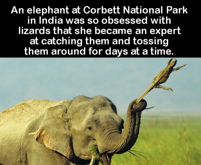 Fun Facts You Can Use To Impress Your Friends (27 pics)