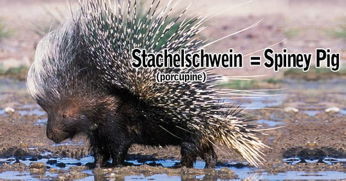 German Animal Names With Funny English Translations (10 pics)