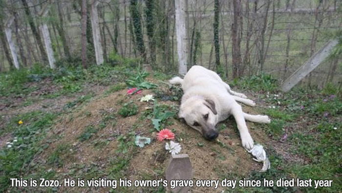 A Tribute To Dogs Everywhere (29 pics)