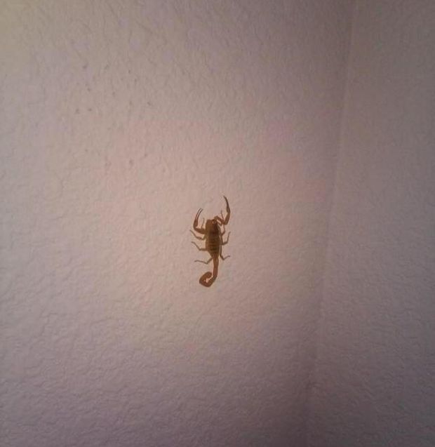 How To Get Rid Of A Scorpion (2 pics)