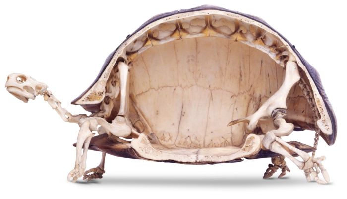 What The Inside Of A Tortoise Actually Looks Like (3 pics)