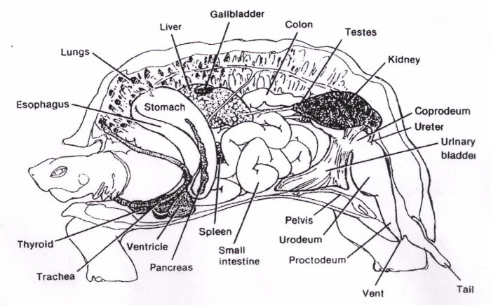 What The Inside Of A Tortoise Actually Looks Like (3 pics)