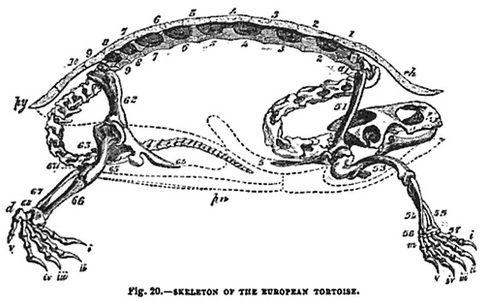 What The Inside Of A Tortoise Actually Looks Like (3 pics)