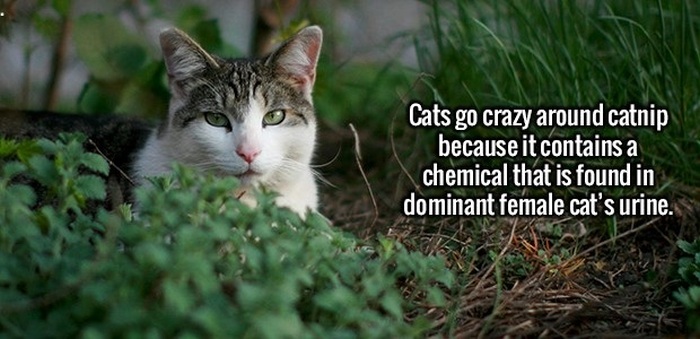 Make Yourself Smarter By Learning These Fun And Interesting Facts (20 pics)