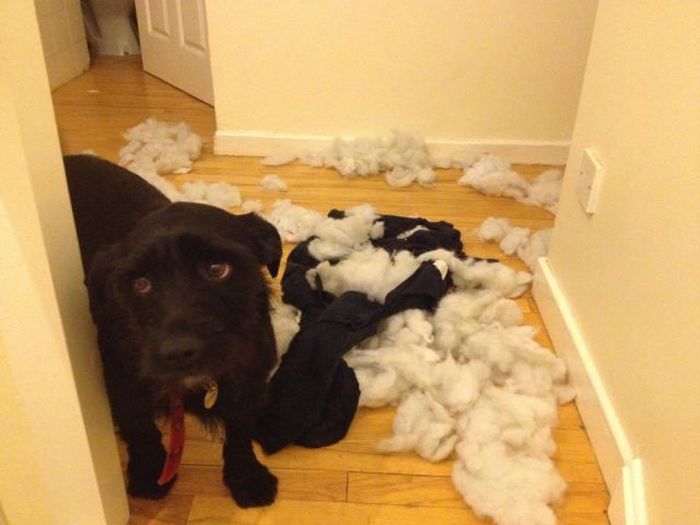 These Animals Are Clearly Guilty (21 pics)