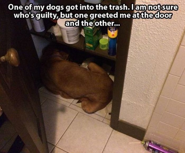 These Animals Are Clearly Guilty (21 pics)