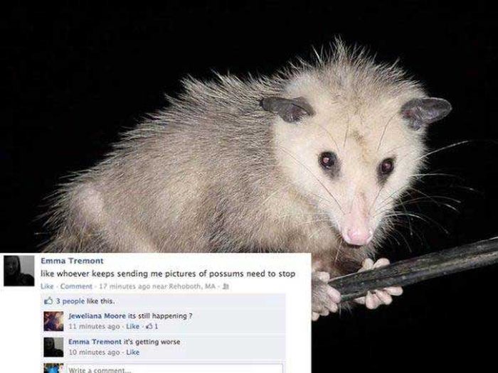 Facebook Fails That Will Make You Lose Faith In Humanity (20 pics)