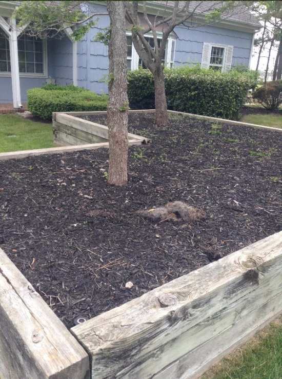 These Homeowners Found An Unusual Nest In Their Yard (6 pics)