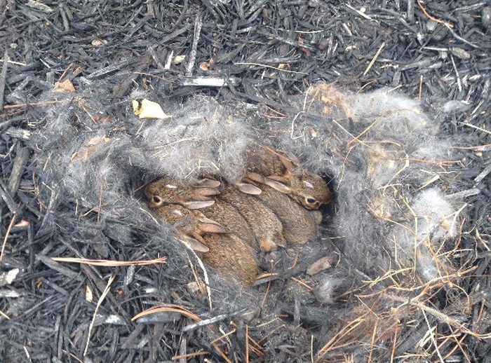 These Homeowners Found An Unusual Nest In Their Yard (6 pics)