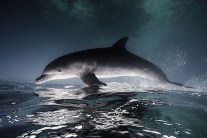 This Guy Stepped Out Of His Comfort Zone And Into Underwater Photography (17 pics)