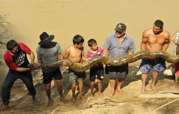 Anaconda Gets Rescued (8 pics)
