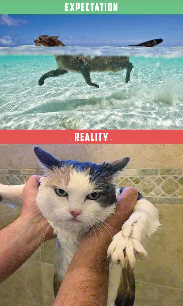 What It's Like To Own A Cat: Expectations Vs Reality (22 pics)