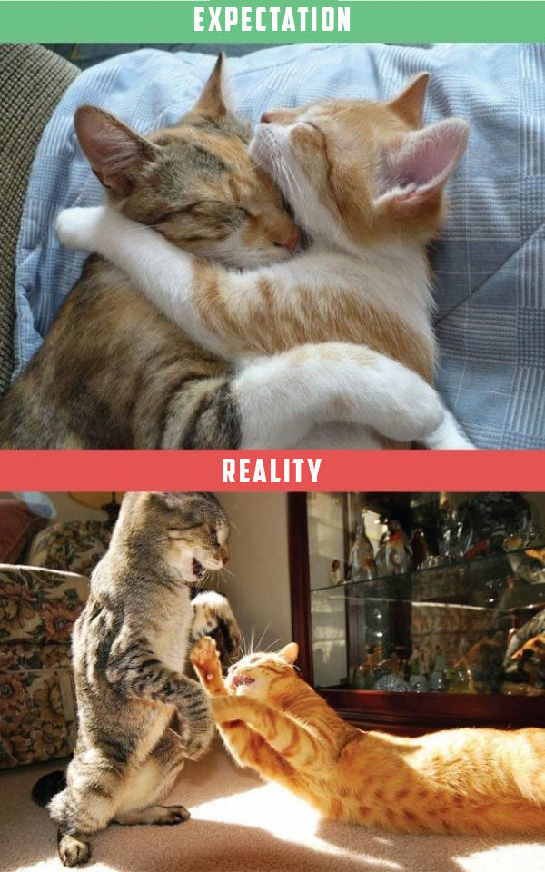 What It's Like To Own A Cat: Expectations Vs Reality (22 pics)