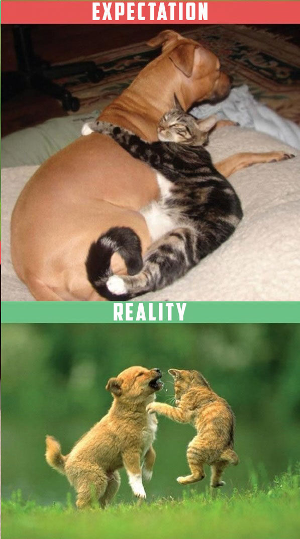 What It's Like To Own A Cat: Expectations Vs Reality (22 pics)