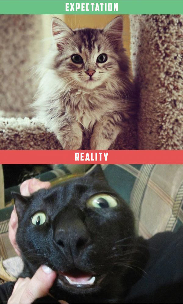What It's Like To Own A Cat: Expectations Vs Reality (22 pics)