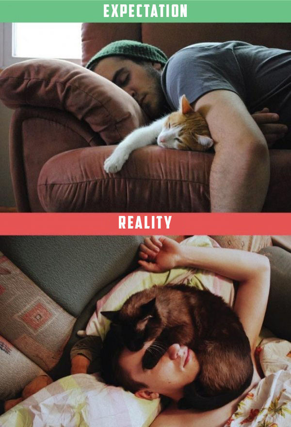 What It's Like To Own A Cat: Expectations Vs Reality (22 pics)