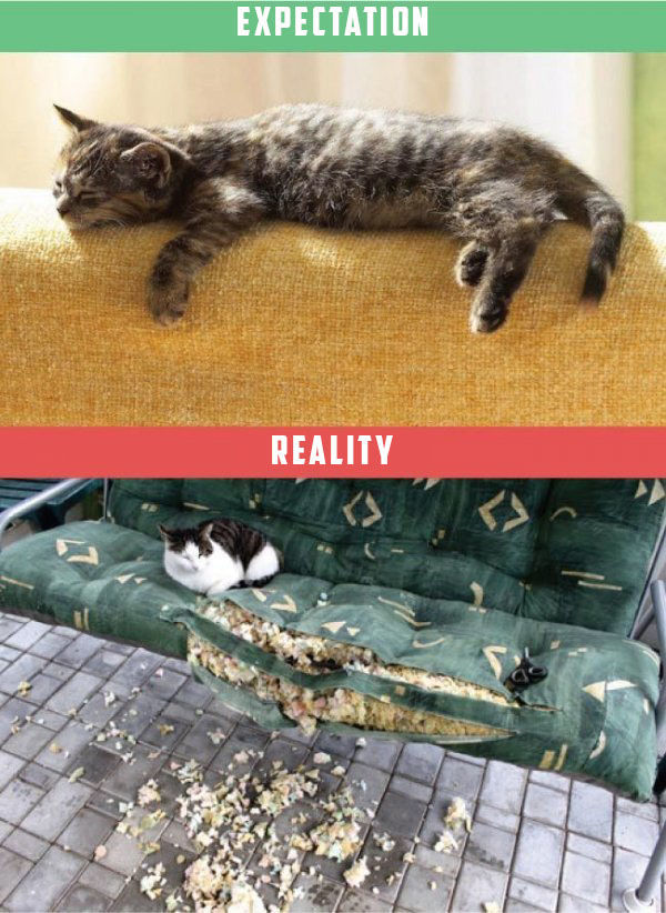 What It's Like To Own A Cat: Expectations Vs Reality (22 pics)