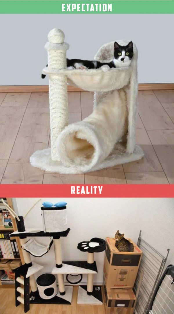 What It's Like To Own A Cat: Expectations Vs Reality (22 pics)
