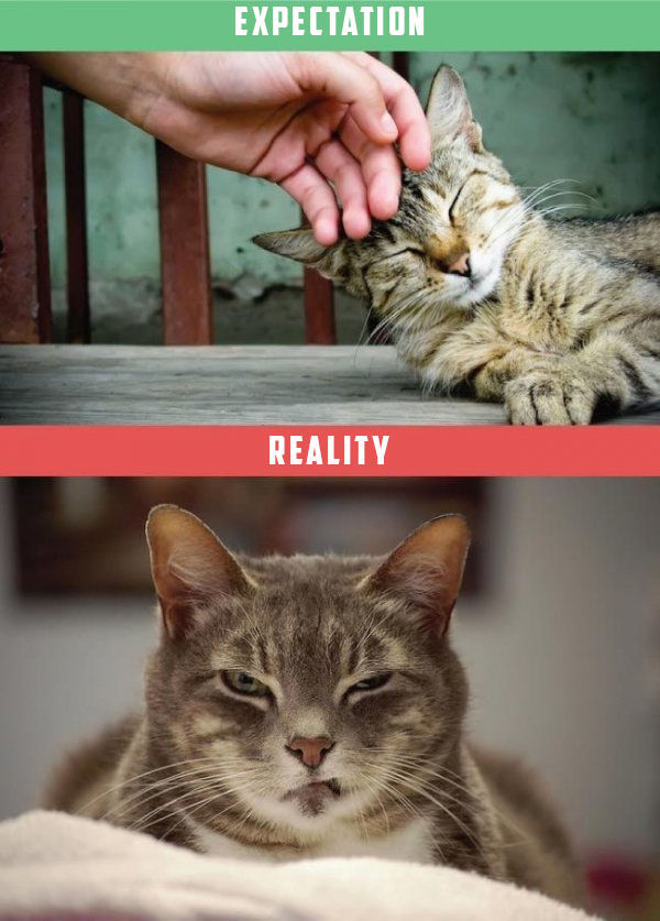 What It's Like To Own A Cat: Expectations Vs Reality (22 pics)