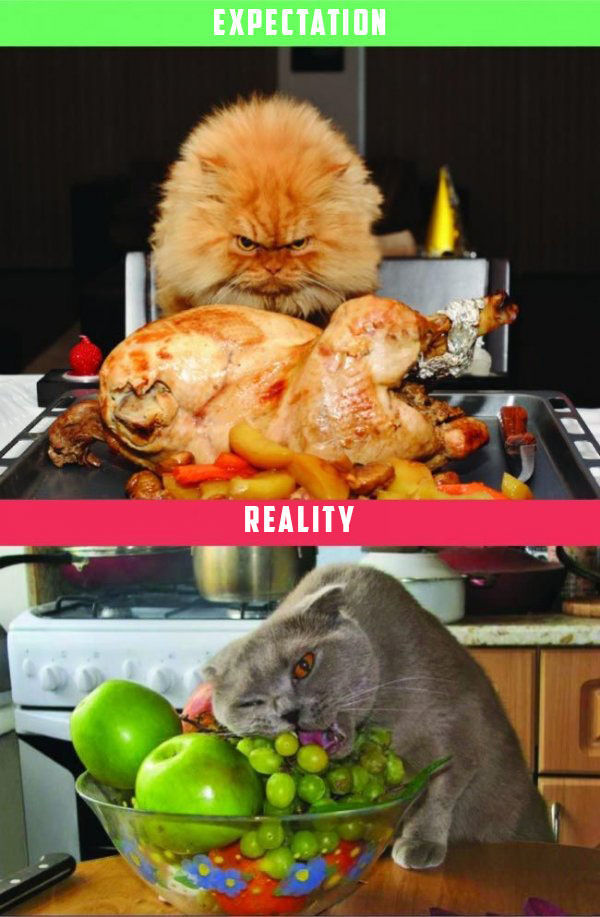 What It's Like To Own A Cat: Expectations Vs Reality (22 pics)