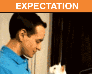 What It's Like To Own A Cat: Expectations Vs Reality (22 pics)