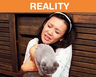 What It's Like To Own A Cat: Expectations Vs Reality (22 pics)