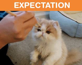 What It's Like To Own A Cat: Expectations Vs Reality (22 pics)