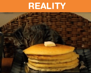 What It's Like To Own A Cat: Expectations Vs Reality (22 pics)