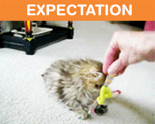What It's Like To Own A Cat: Expectations Vs Reality (22 pics)